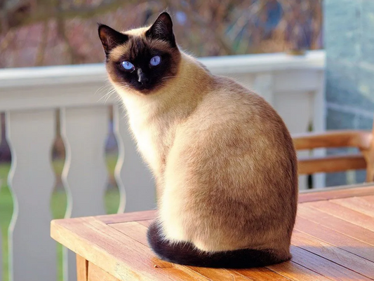 The Enchanting Siamese Cat: A Guide to the World’s Most Talkative Feline