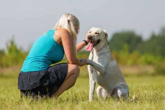 dog training