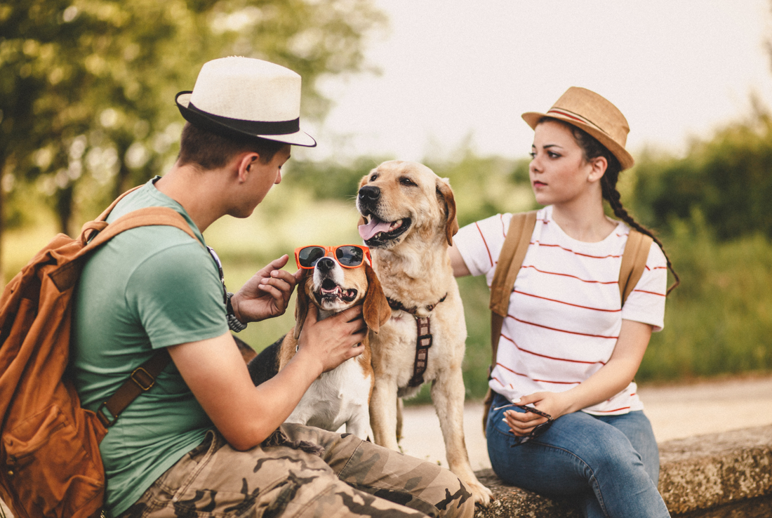 travel with pets