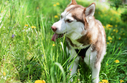 dog eating grass