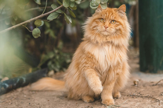 Maine Coon Pet Care: A Comprehensive Guide for New Owners