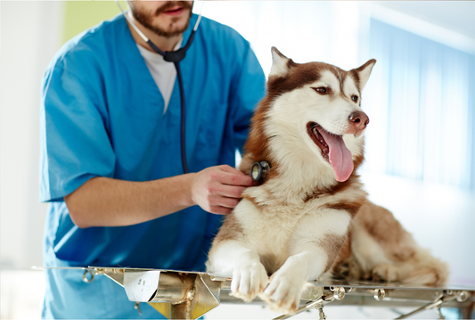 The Importance of Regular Vet Visits for Your Pet